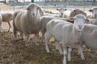 /album/proyec-agropecuario-com-mx7/images-7-jpg1/